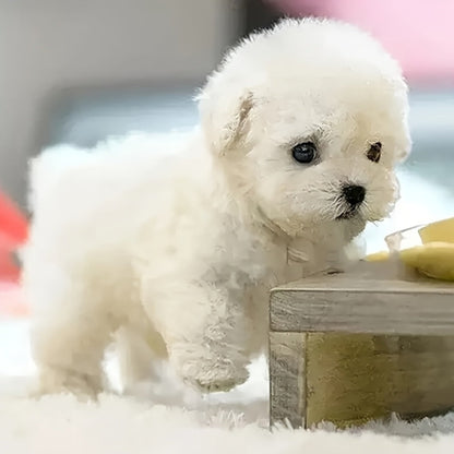 Interactive Robotic White Labrador Puppy Plush Toy | Walks Barks Wags Tail | Realistic Electronic Pet Dog | Gift Box | Birthday Christmas Gift for Kids