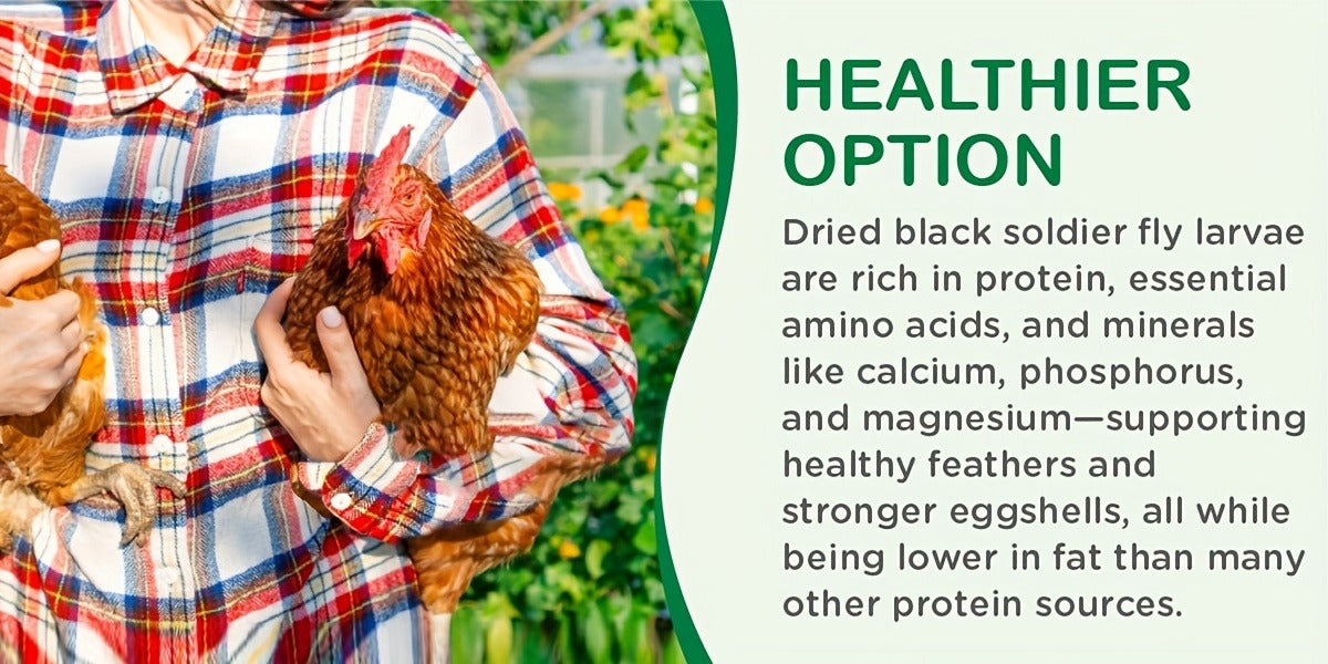 Non-GMO Dried Black Soldier Fly Larvae 5LB & 10LB - 85X More Calcium Than Mealworms, High Protein BSFL Treats for Chickens, Ducks, Wild Birds & Turtles