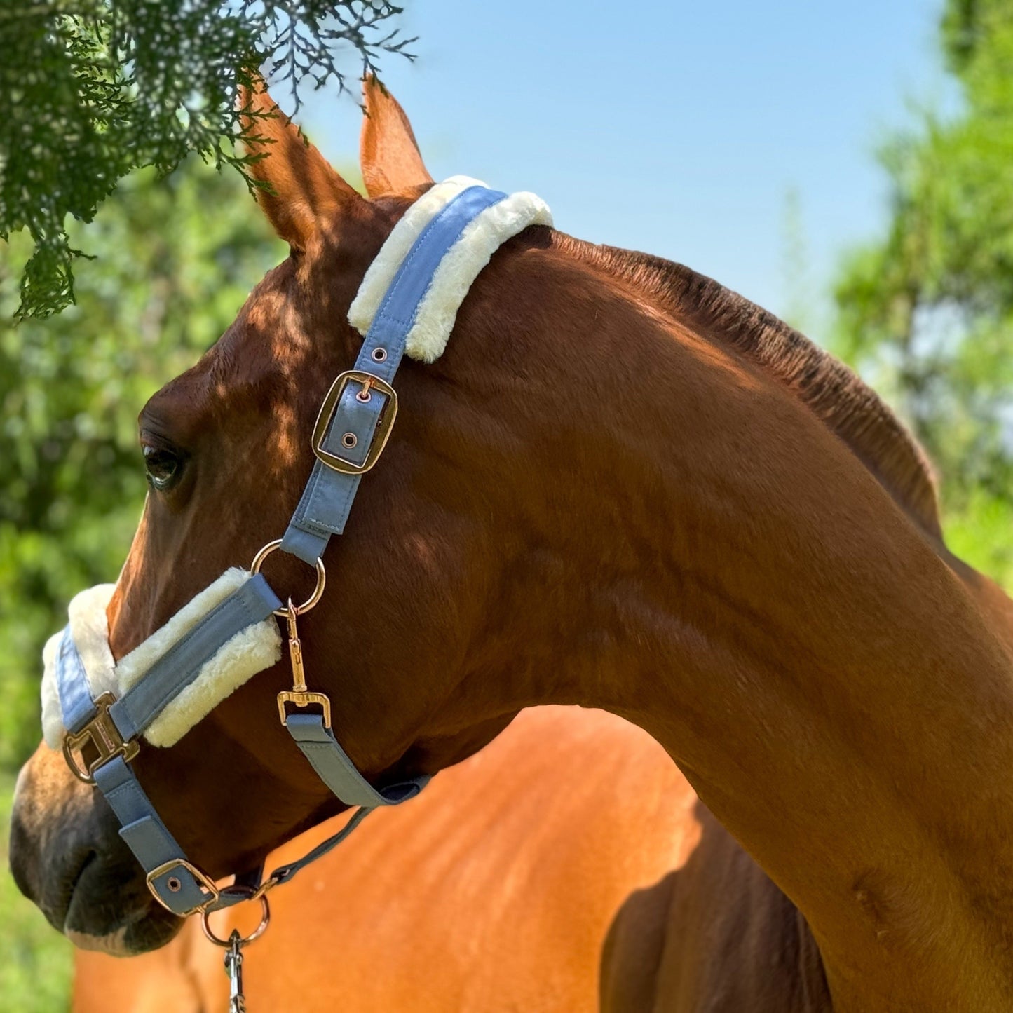 Horse Halter with Detachable Faux Fur Band & Glossy Buckle – Adjustable Head Collar for Horses, Available in 15 Colors & 3 Sizes FULL COB PONY