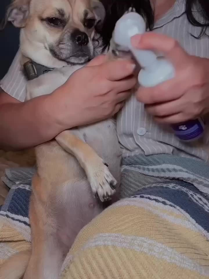 Dog Paw Cleaner No-Rinse with Soft Brush - pH Balanced Paw Wash for Dogs & Cats, 5oz Gentle Grooming Cleanser in Lavender Chamomile, Lemongrass Sage & Fragrance-Free