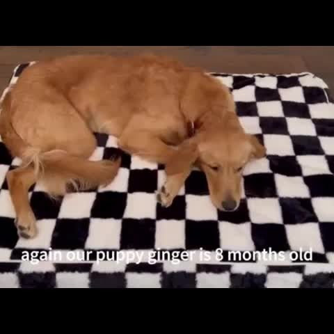 Orthopedic Dog Bed with Removable Washable Cover – Non-Slip Bottom, Black & White Plaid, Soft Memory Foam Dog Sofa Bed for Small Medium Large Dogs, S M L XL XXL Sizes