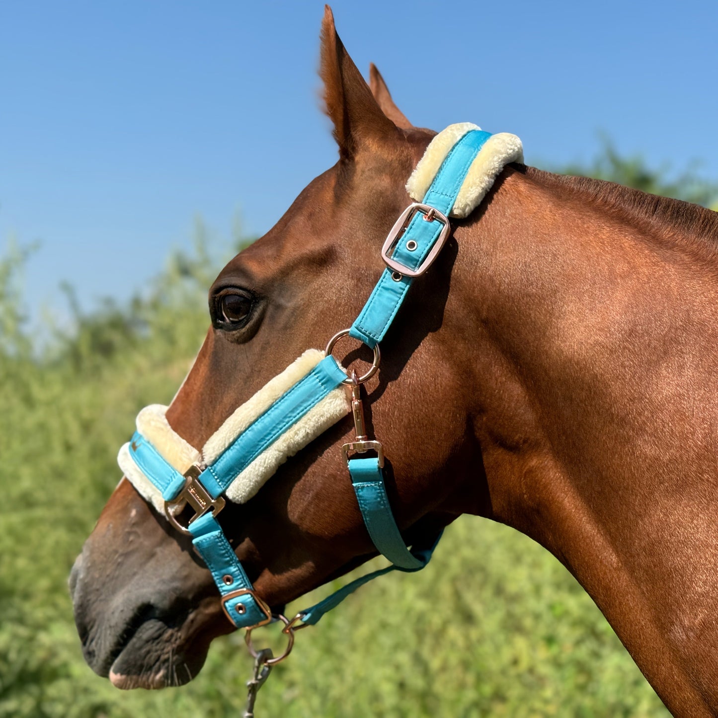 Horse Halter with Detachable Faux Fur Band & Glossy Buckle – Adjustable Head Collar for Horses, Available in 15 Colors & 3 Sizes FULL COB PONY