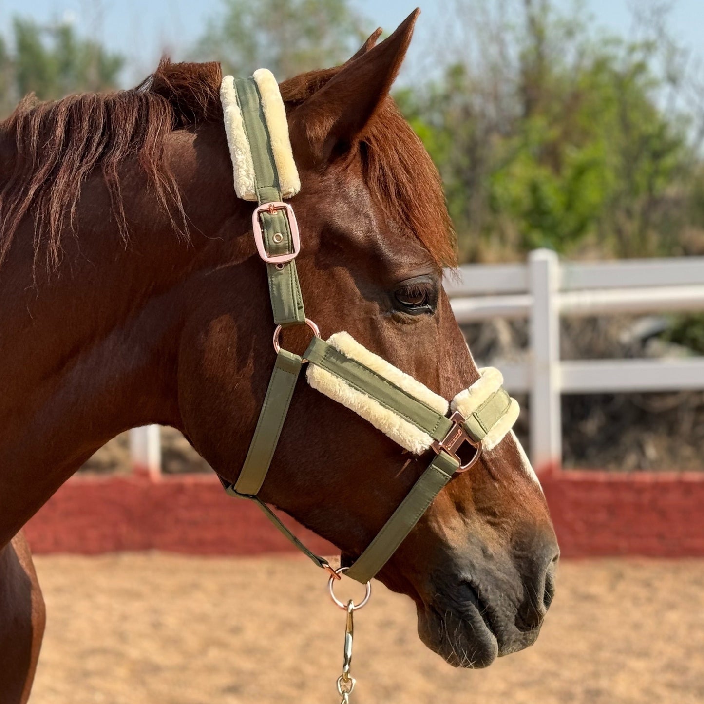 Horse Halter with Detachable Faux Fur Band & Glossy Buckle – Adjustable Head Collar for Horses, Available in 15 Colors & 3 Sizes FULL COB PONY