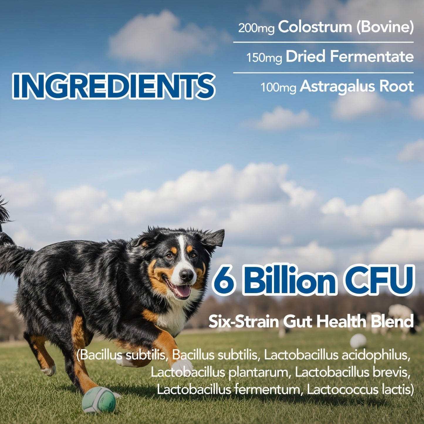 Dog Skin & Immune Probiotic Chews with Bovine Colostrum - 6 Billion CFUs, Dried Fermentate & Astragalus for Skin Calm & Immune Support, Chicken Flavor Soft Chews for All Dogs, 90 Count
