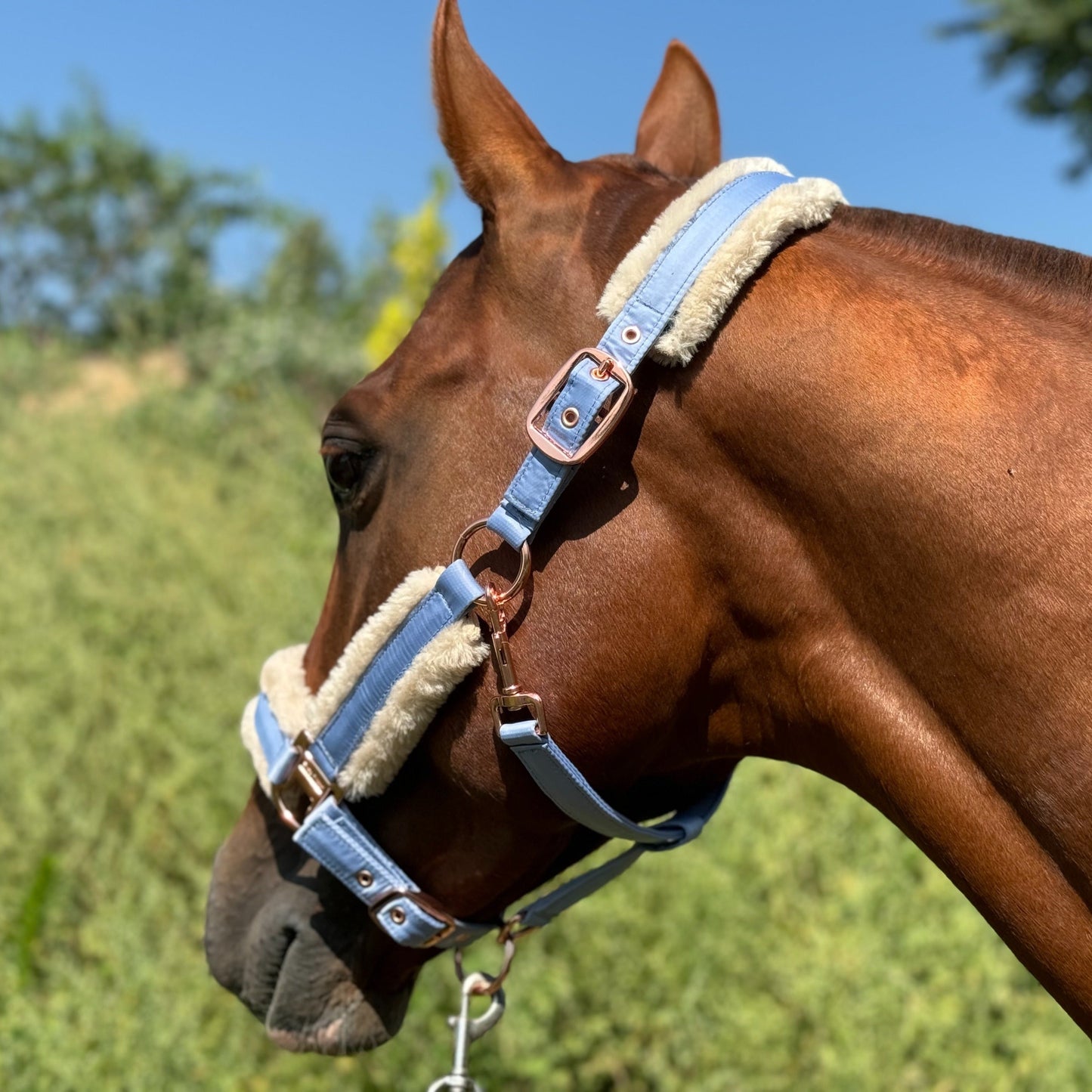 Horse Halter with Detachable Faux Fur Band & Glossy Buckle – Adjustable Head Collar for Horses, Available in 15 Colors & 3 Sizes FULL COB PONY