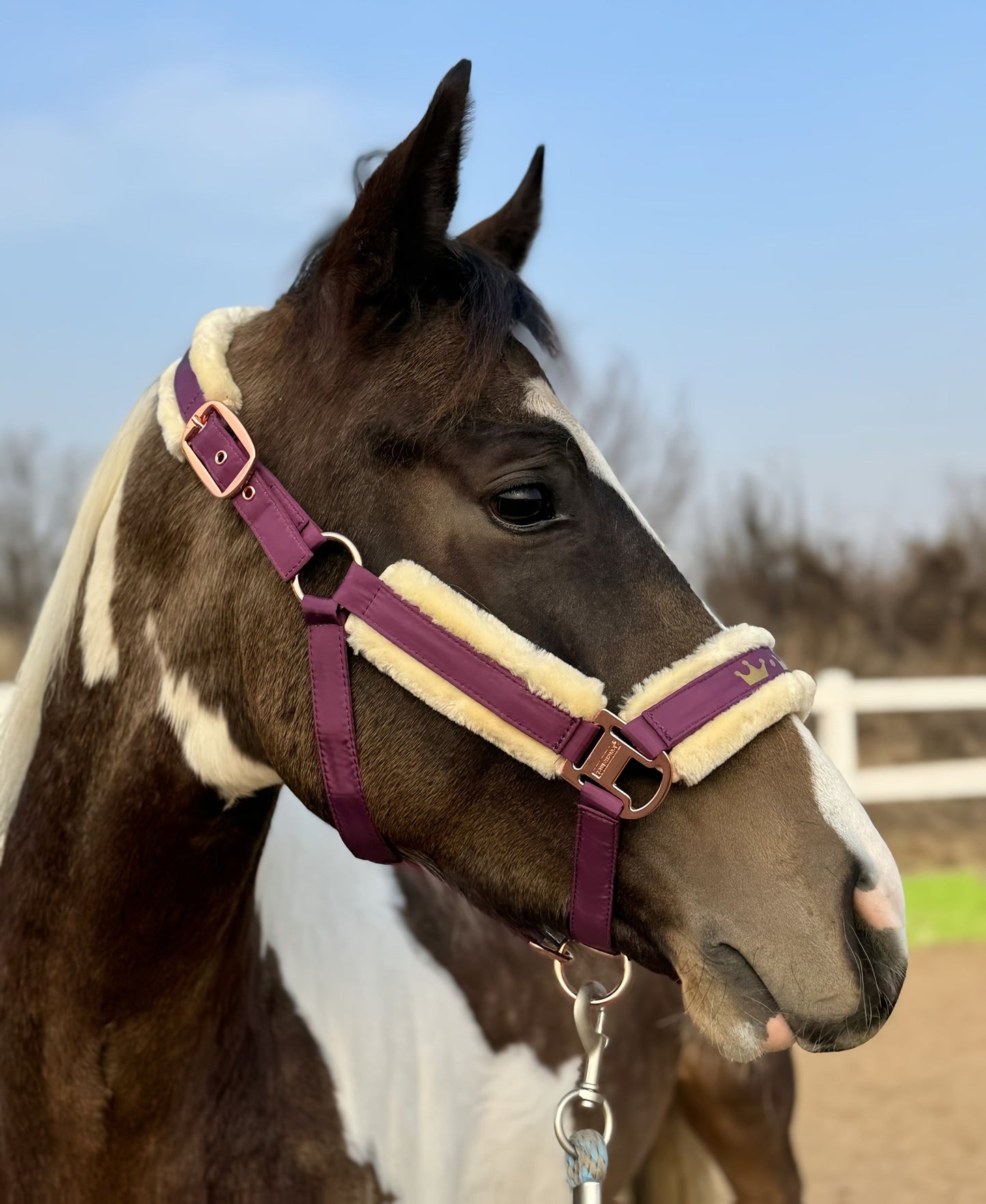 Horse Halter with Detachable Faux Fur Band & Glossy Buckle – Adjustable Head Collar for Horses, Available in 15 Colors & 3 Sizes FULL COB PONY