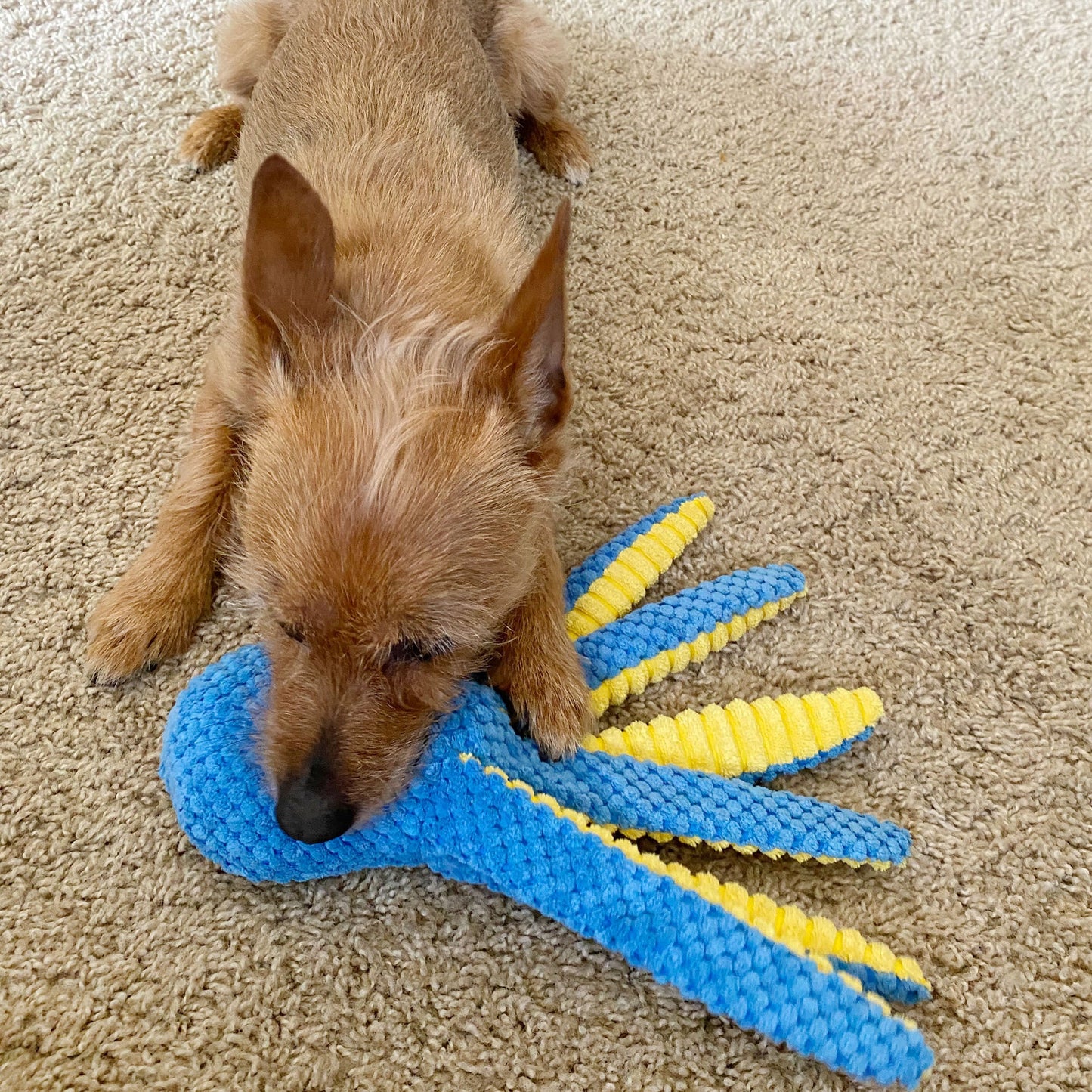 Squeaky Crinkle Dog Toys 4 Pack Plush Stuffed Chew Toys for Teething Puppies Small Medium Dogs Interactive Playtime Mixed Variety Set Soft Safe Durable