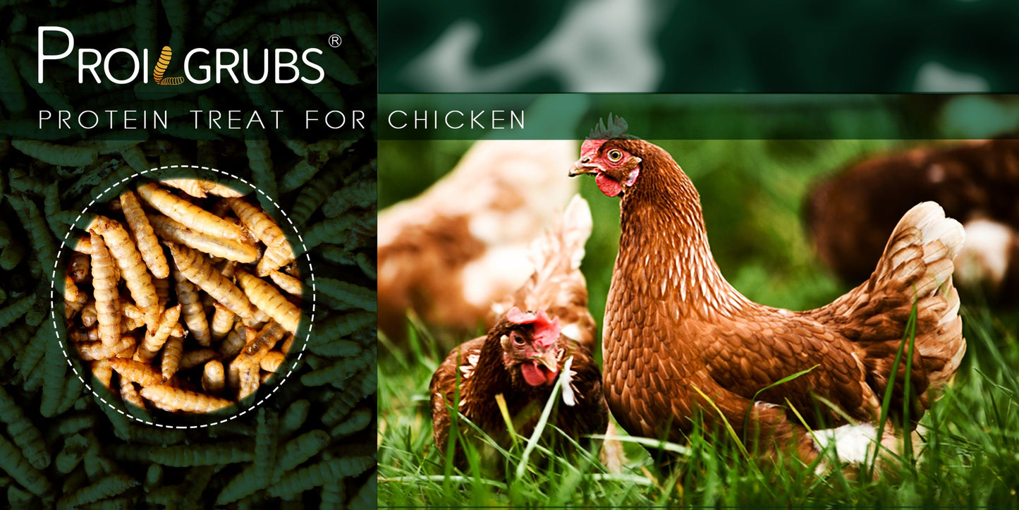 Dried Black Soldier Fly Larvae Chicken Treats Non-GMO High Protein Grubs for Chickens Egg Layer Flock Builder Stronger Eggshells 5lb 10lb 20lb 30lb 33lb