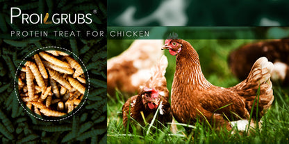 Dried Black Soldier Fly Larvae Chicken Treats Non-GMO High Protein Grubs for Chickens Egg Layer Flock Builder Stronger Eggshells 5lb 10lb 20lb 30lb 33lb
