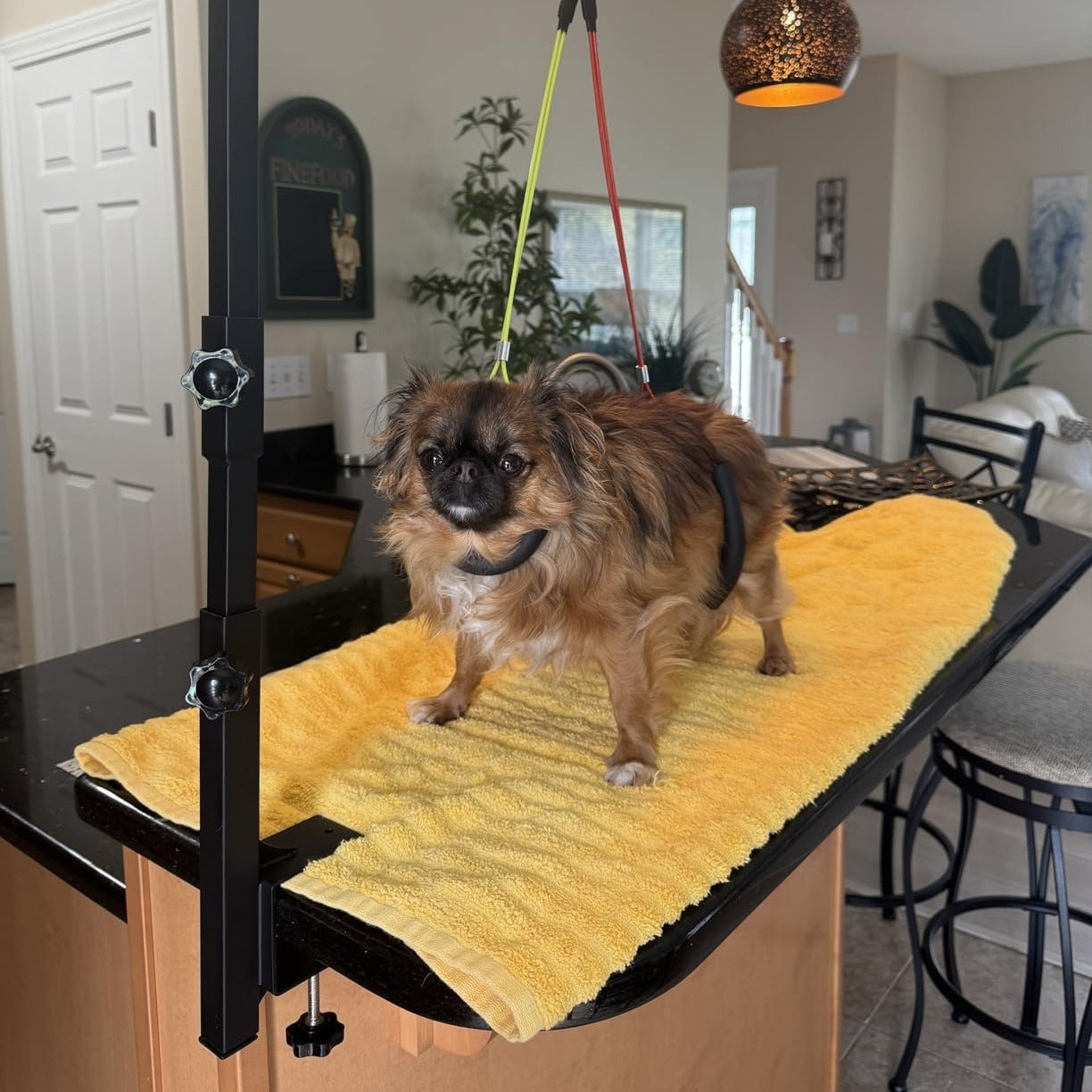Dog Grooming Arm with Clamp 36 Inch Adjustable 3-Section Iron No-Sit Haunch Holder with Colorful Ropes for Small Medium Dogs Cats Black