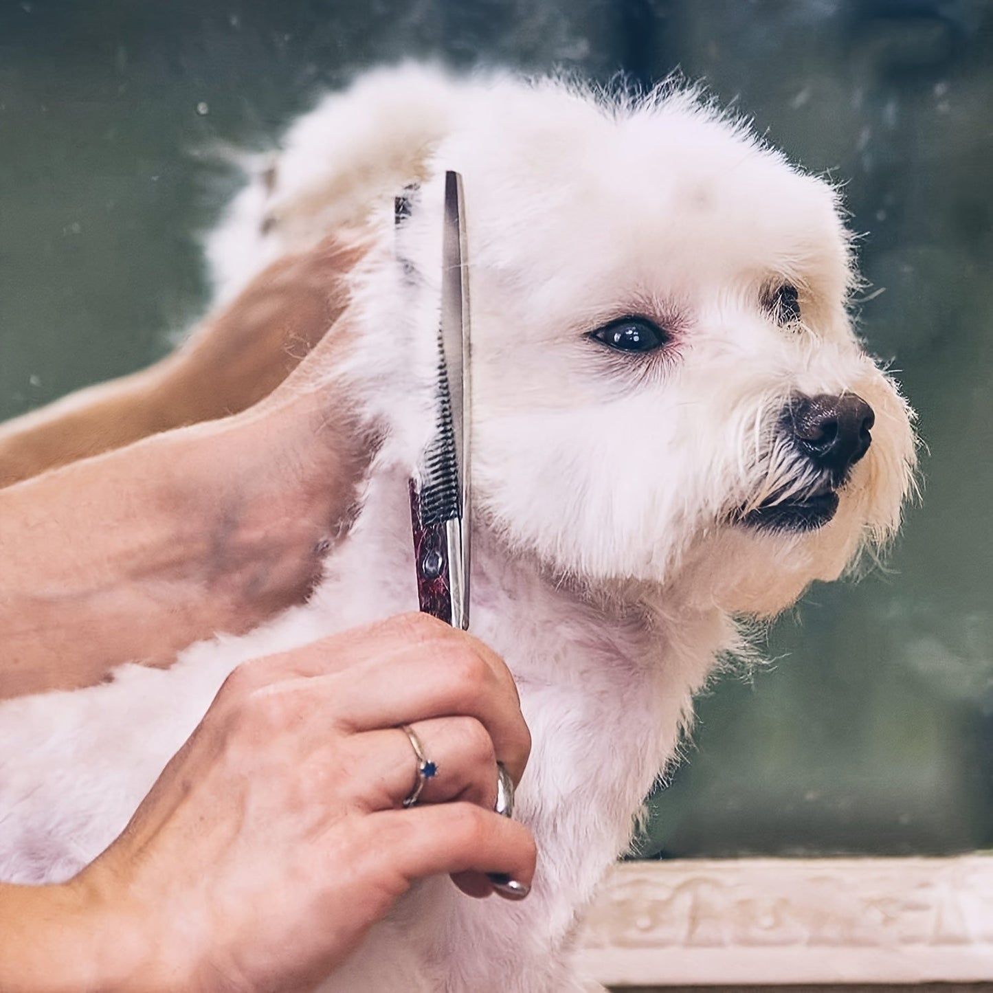 Dog Grooming Scissors Set 6-in-1 Titanium Coated Stainless Steel Pet Shears Safety Round Tip for Dogs Cats Universal Hand Orientation Professional