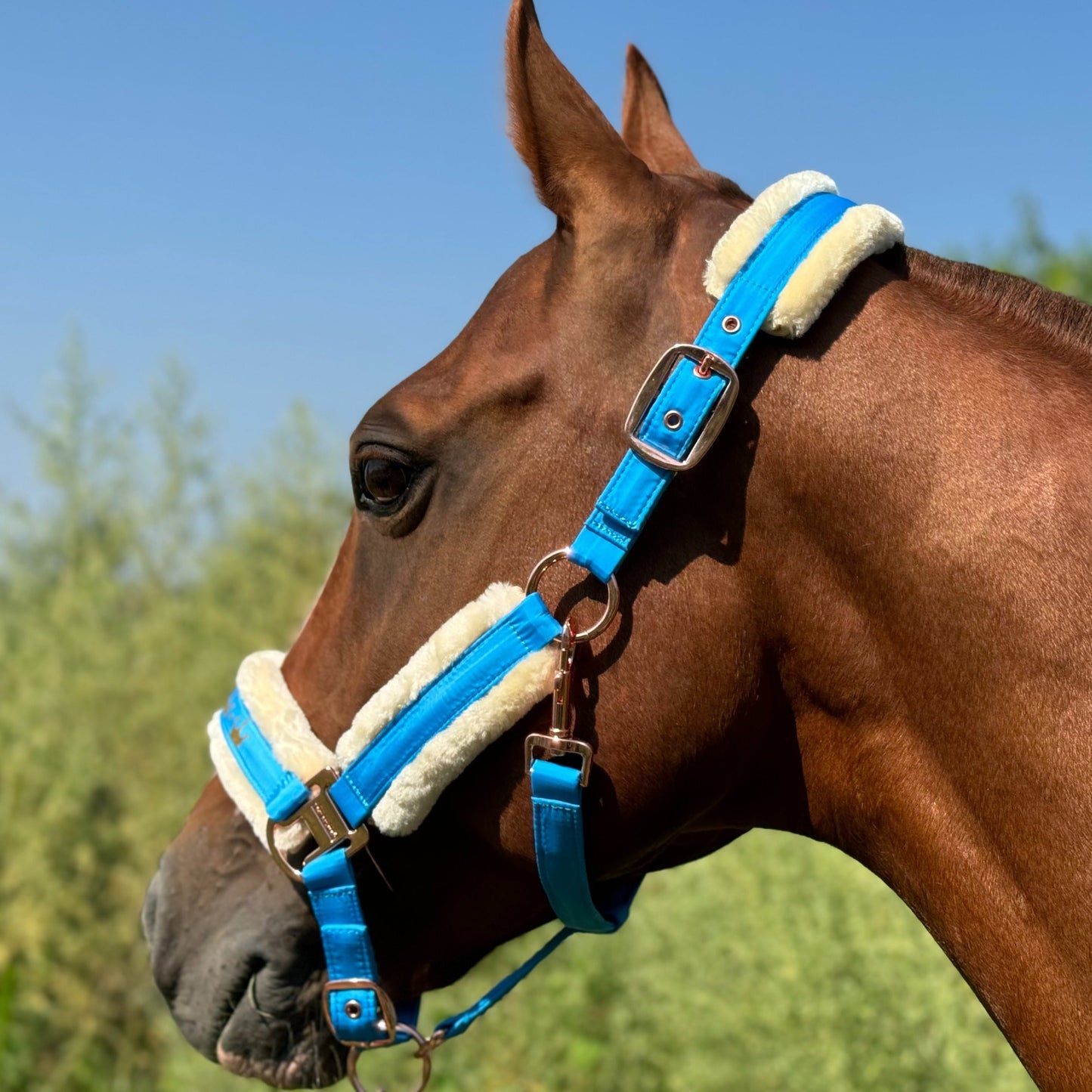 Horse Halter with Detachable Faux Fur Band & Glossy Buckle – Adjustable Head Collar for Horses, Available in 15 Colors & 3 Sizes FULL COB PONY