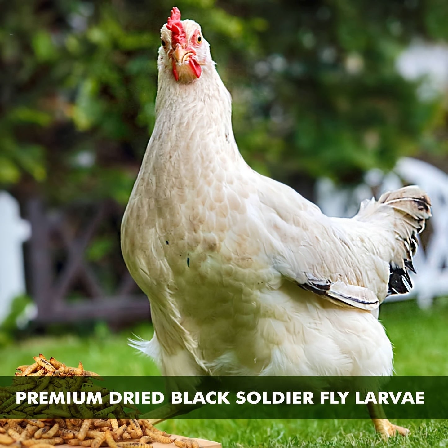 Dried Black Soldier Fly Larvae Chicken Treats Non-GMO High Protein Grubs for Chickens Egg Layer Flock Builder Stronger Eggshells 5lb 10lb 20lb 30lb 33lb