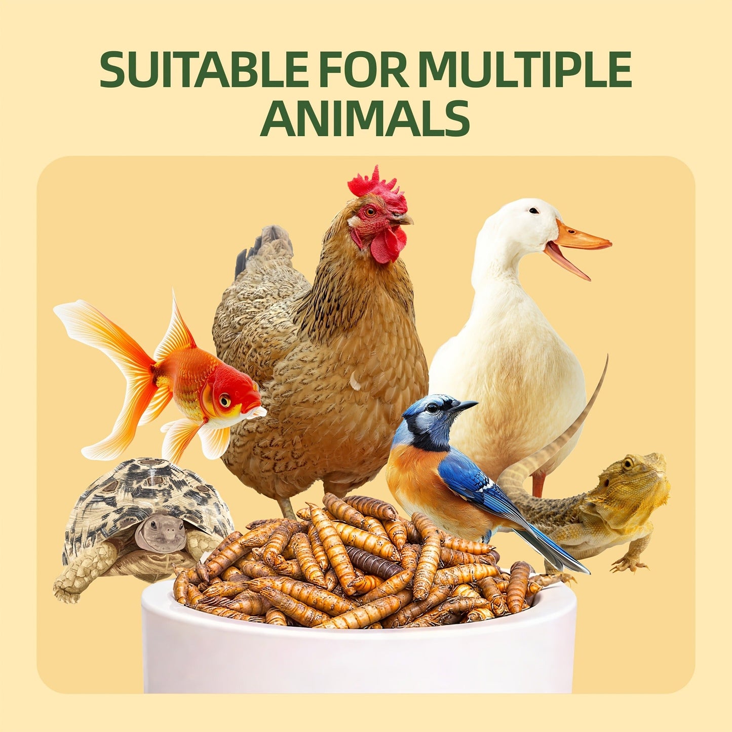 Dried Black Soldier Fly Larvae for Chickens - High Protein BSF Larvae Treats with Calcium for Laying Hens Ducks Quail Birds Reptiles Non-GMO Natural