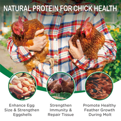 Non-GMO Dried Black Soldier Fly Larvae 5LB & 10LB - 85X More Calcium Than Mealworms, High Protein BSFL Treats for Chickens, Ducks, Wild Birds & Turtles