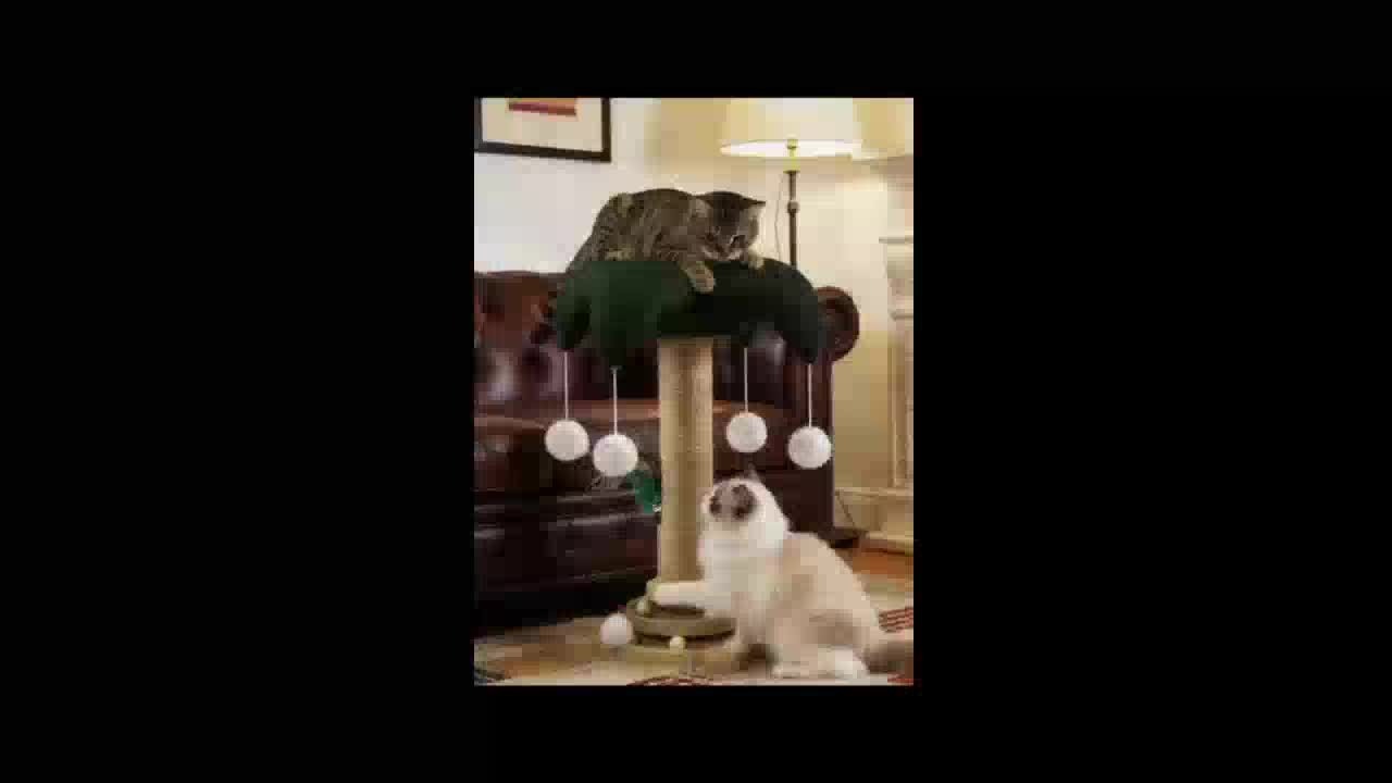 Cat Scratching Post Sisal Vertical Clown Hat Design, Wear-Resistant Cat Scratch Board with Cat Climbing Frame & Teaser Toy, Fun Shaped Cat Scratcher for Indoor Cats, Millet & Turtle Shape, Green