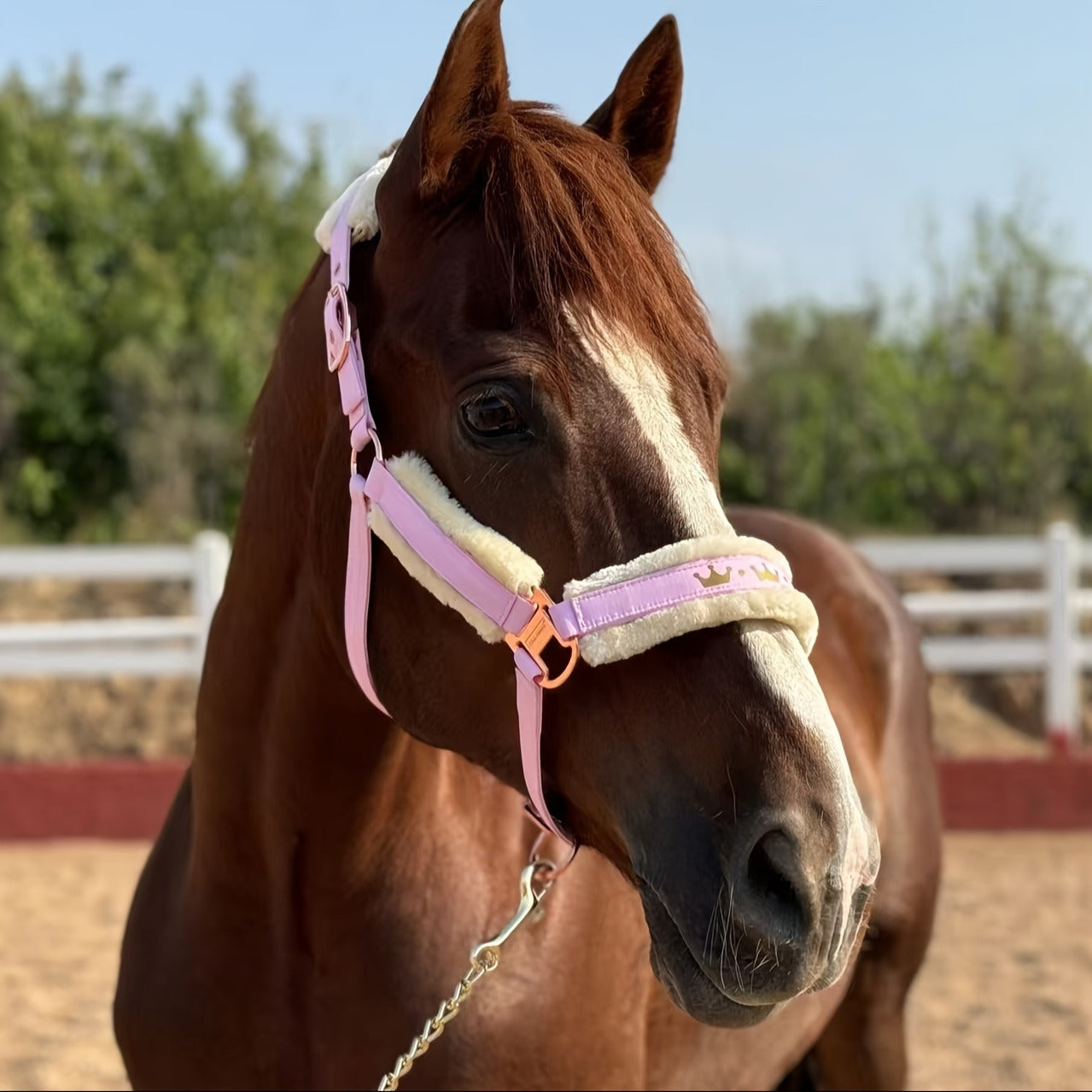 Horse Halter with Detachable Faux Fur Band & Glossy Buckle – Adjustable Head Collar for Horses, Available in 15 Colors & 3 Sizes FULL COB PONY