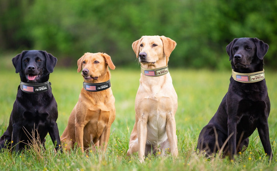 Tactical Dog Collar with Handle & Reflective Stitching – 2.6" Heavy Duty Nylon Collar for Medium & Large Dogs | M, L, XL