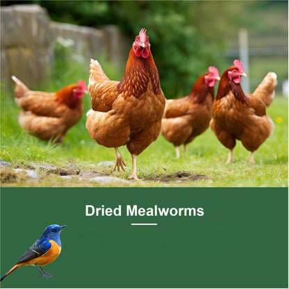 Dried Mealworms High Protein Animal Feed – Natural Insect Treats for Chickens Wild Birds Hens Ducks Turtles Fish Lizards Hamsters, Non-GMO Dried Larvae Pet Food Supplement, 0.6LB to 44LB