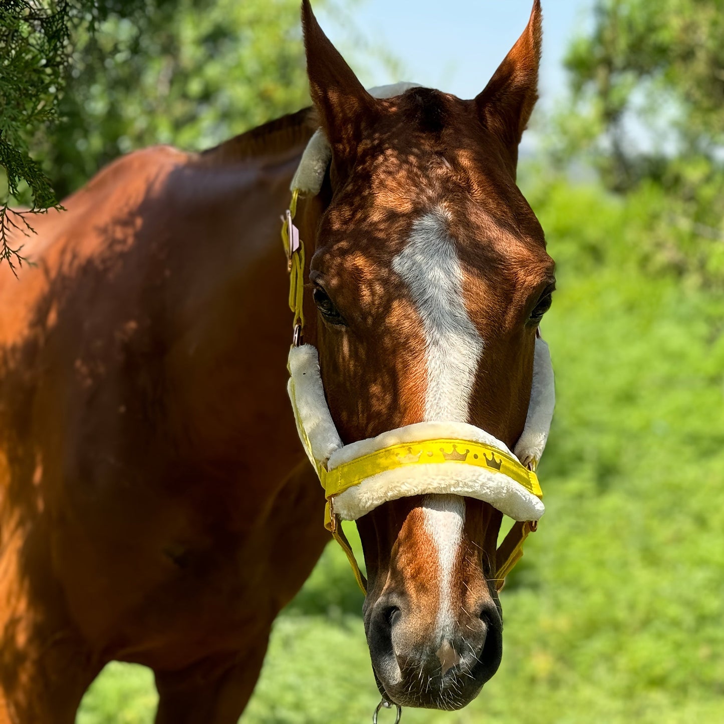 Horse Halter with Detachable Faux Fur Band & Glossy Buckle – Adjustable Head Collar for Horses, Available in 15 Colors & 3 Sizes FULL COB PONY