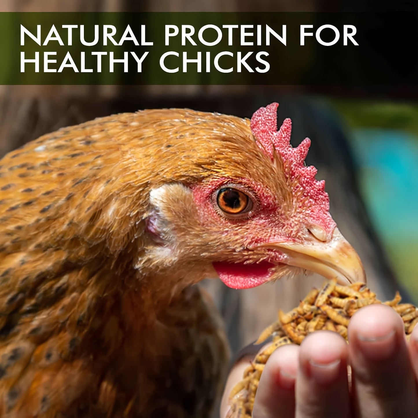 Dried Black Soldier Fly Larvae Chicken Treats – Non-GMO High Protein Dried Grubs for Chickens, Ducks, Turkeys & Reptiles, Rich in Calcium & Lauric Acid, Natural Feed Additive (10 / 20 / 30 LBS)