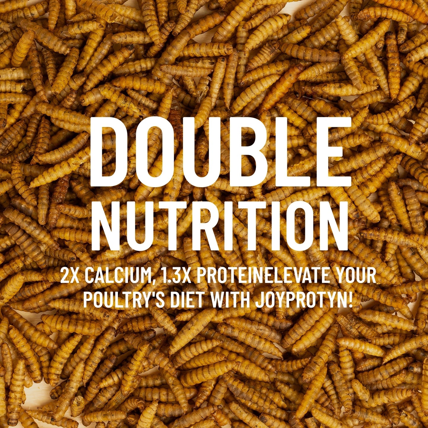 Dried Black Soldier Fly Larvae for Chickens - High Protein BSF Larvae Treats with Calcium for Laying Hens Ducks Quail Birds Reptiles Non-GMO Natural