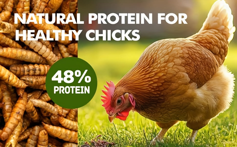 Dried Black Soldier Fly Larvae Chicken Feed – High Calcium High Protein Poultry Treat, Non-GMO Supplement for Chickens Ducks Birds Turtles Reptiles, More Nutritious Than Mealworms, 5LB & 10LB