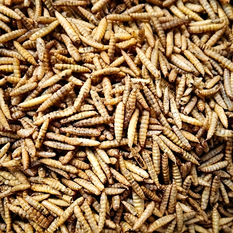 Dried Black Soldier Fly Larvae Chicken Treats – Non-GMO High Protein Dried Grubs for Chickens, Ducks, Turkeys & Reptiles, Rich in Calcium & Lauric Acid, Natural Feed Additive (10 / 20 / 30 LBS)