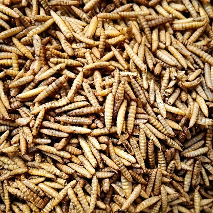 Dried Black Soldier Fly Larvae Chicken Treats – Non-GMO High Protein Dried Grubs for Chickens, Ducks, Turkeys & Reptiles, Rich in Calcium & Lauric Acid, Natural Feed Additive (10 / 20 / 30 LBS)