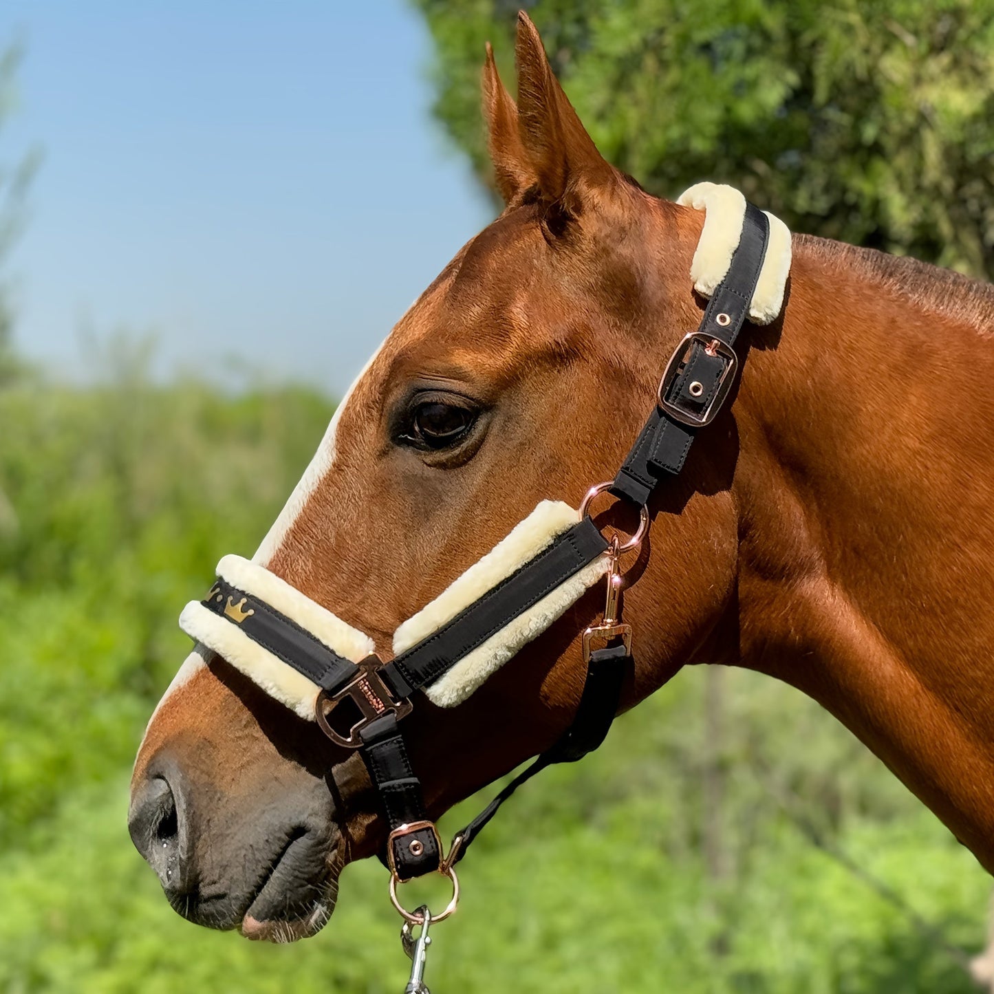 Horse Halter with Detachable Faux Fur Band & Glossy Buckle – Adjustable Head Collar for Horses, Available in 15 Colors & 3 Sizes FULL COB PONY